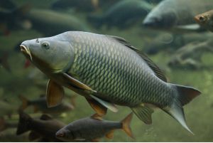 Eschubu
