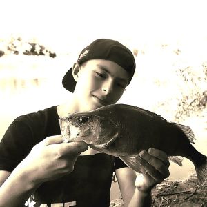 Heimtückischer Barsch