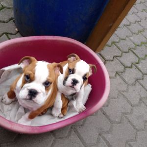 Profilbild