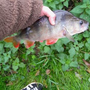 Profilbild