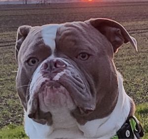 Profilbild