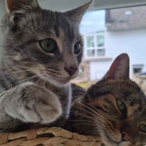 Profilbild