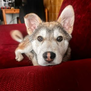 Profilbild