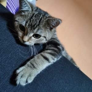 Profilbild