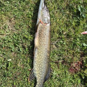 Esox Hunter