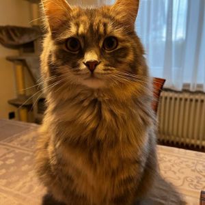 Profilbild