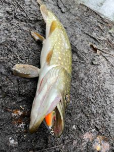 Esox Maximus