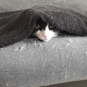 Profilbild