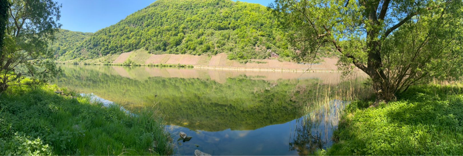 Mosel (Briedern) angeln