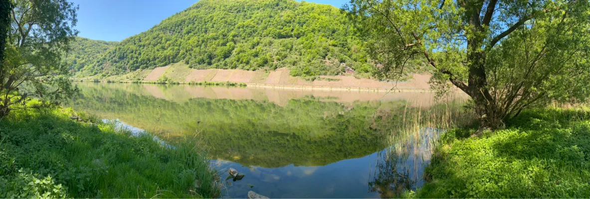 Mosel (Briedern) angeln