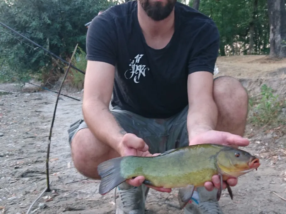 Großer Teich (Bitterfeld) angeln