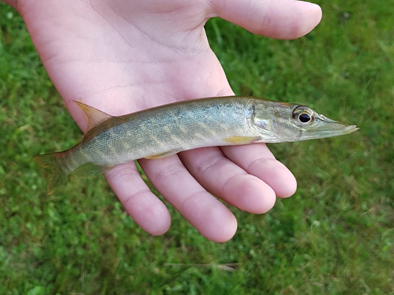 Triensee (Murchin) angeln