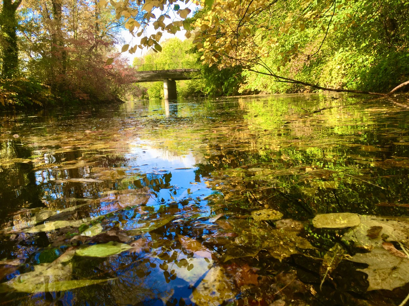 Leine (Hannover-Wülfel) angeln