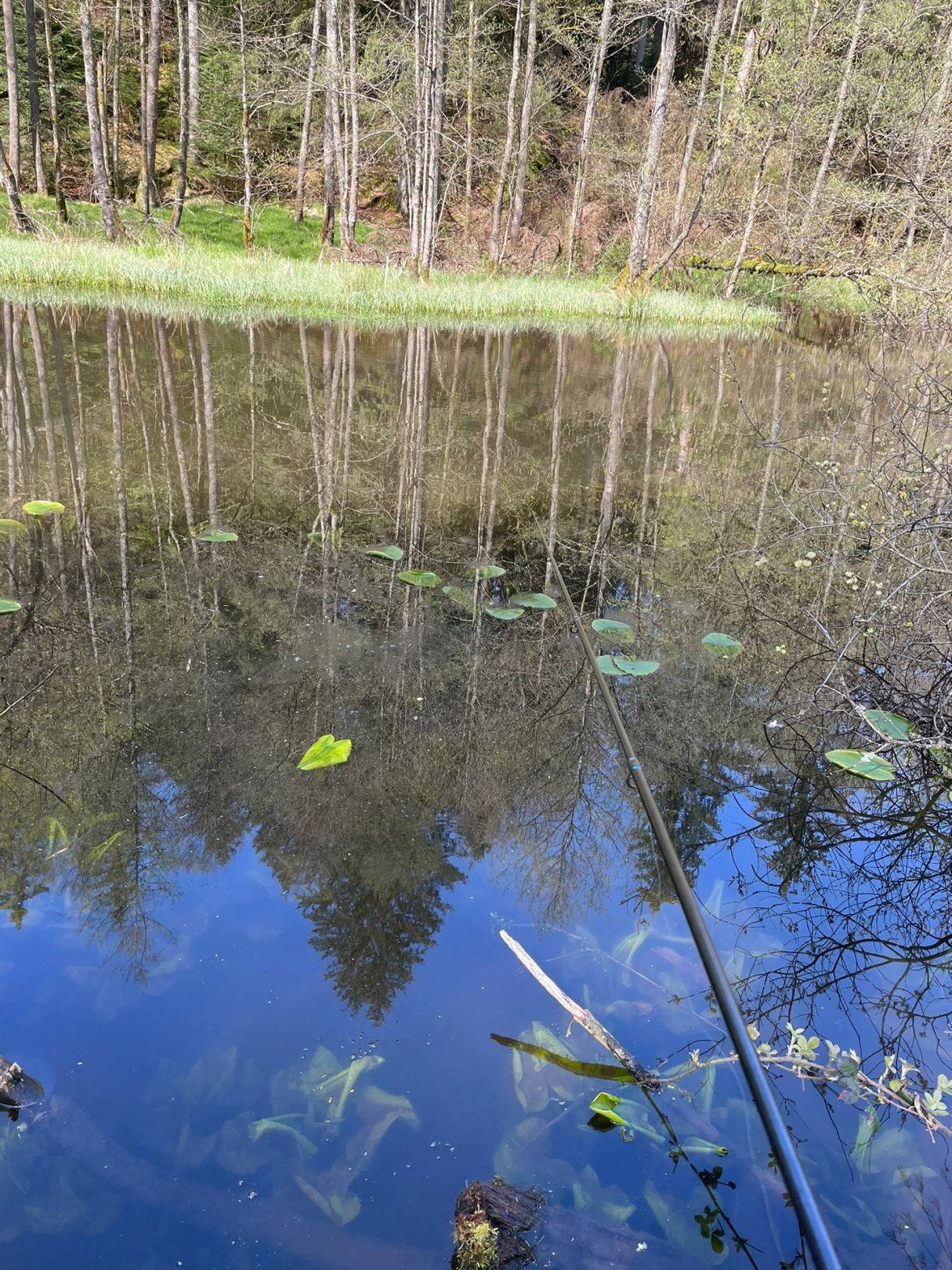 Eyach (Höfen an der Enz) angeln