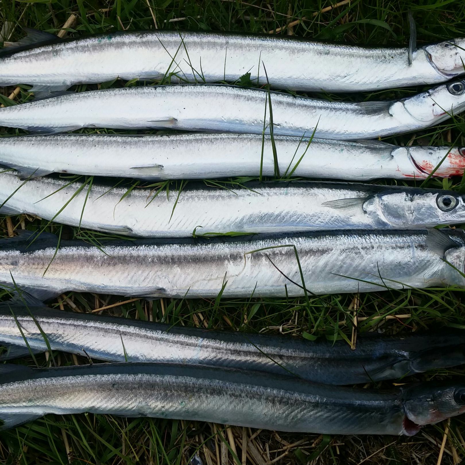 Ostsee (Poel-Timmendorf) angeln