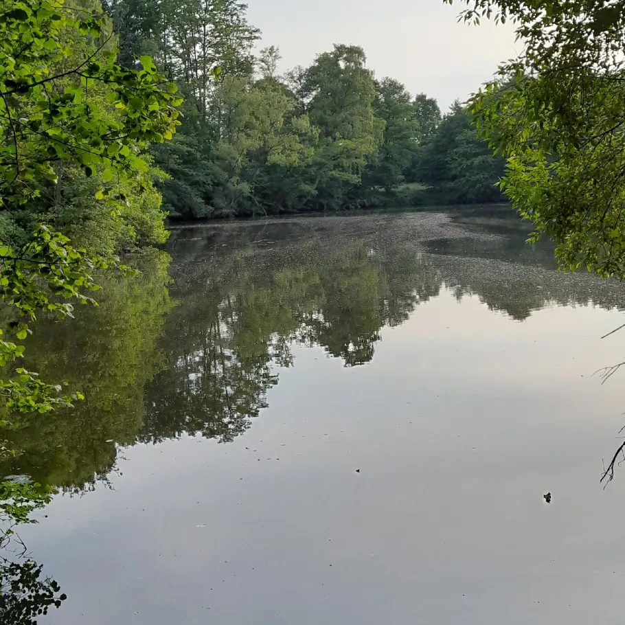 Pulternsee (Delmenhorst) angeln