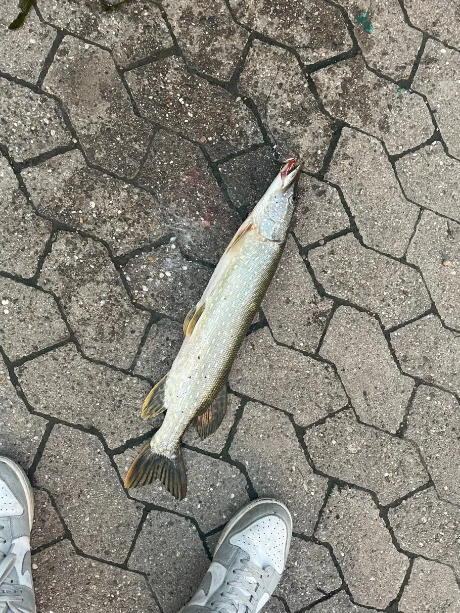 Riedwasser (Ichenheim) angeln