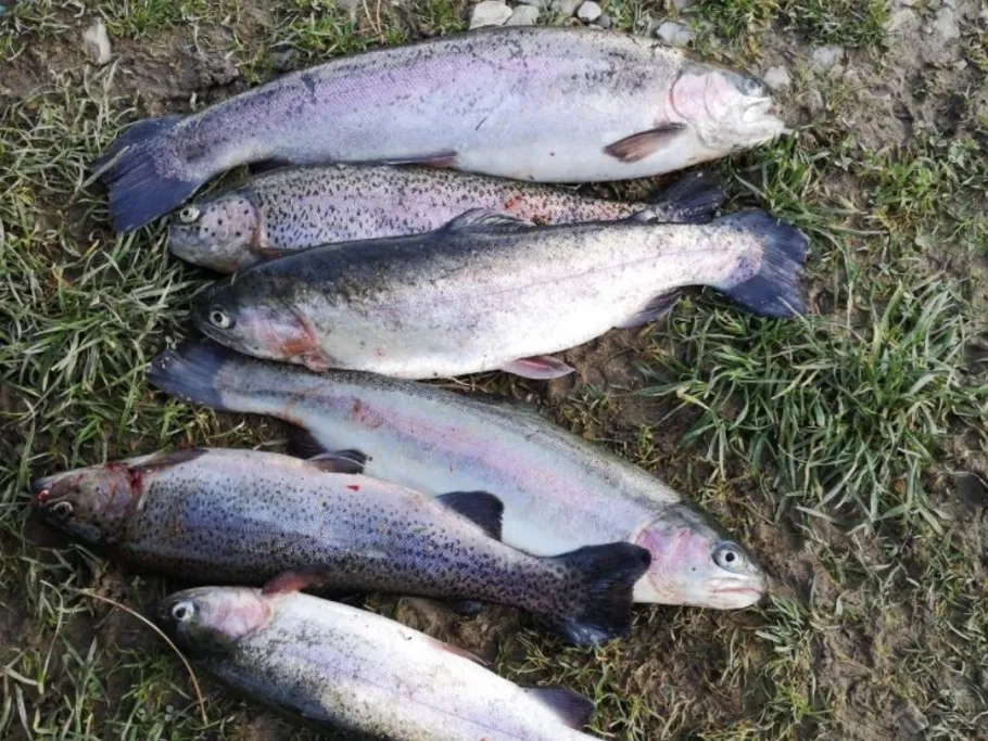 Kleine Fischzucht Geseke angeln