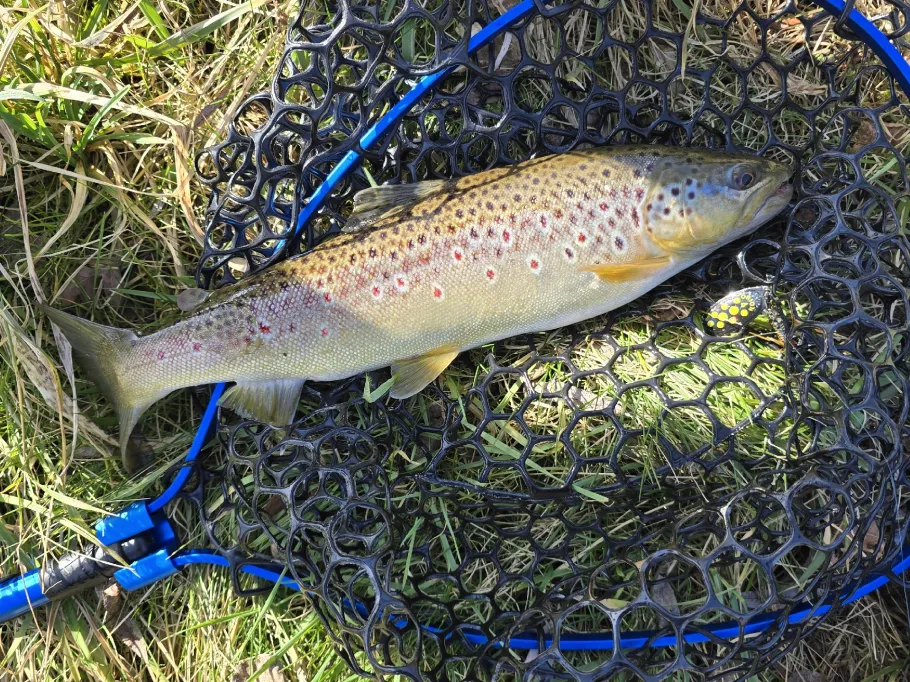 Fils (Uhingen) angeln