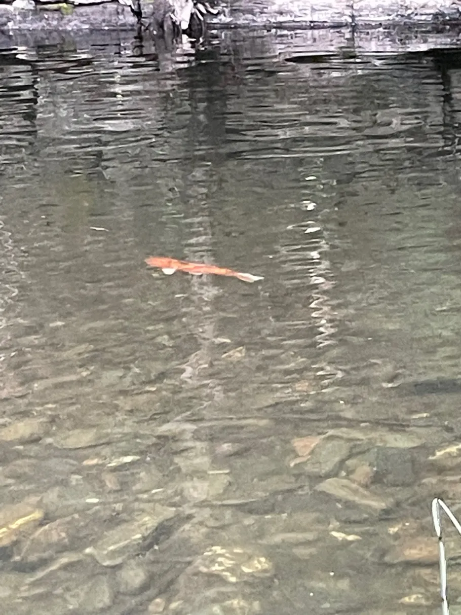 Schwarza (Mellenbach-Glasbach) angeln