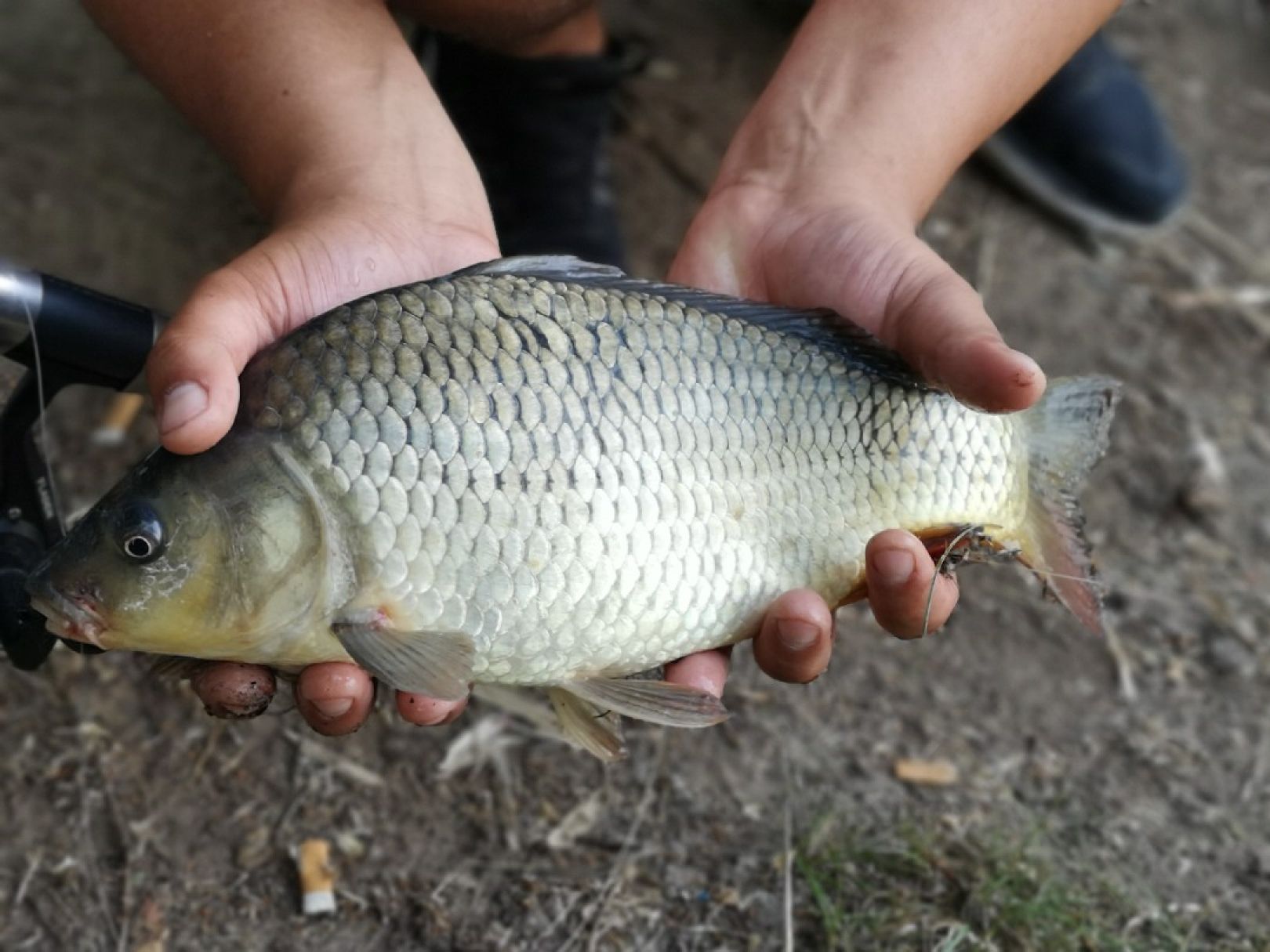 Tonsee (Mittenwalde) angeln