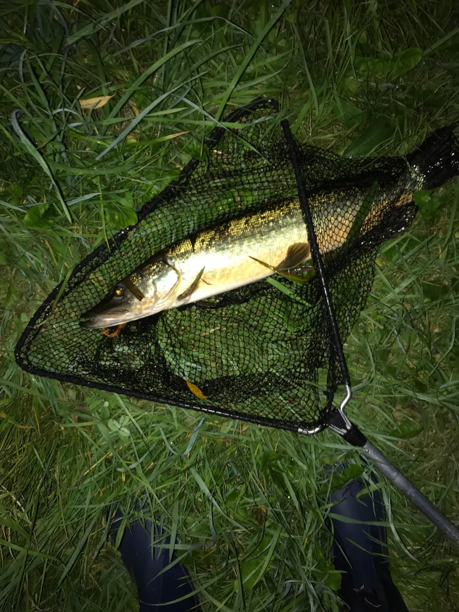 Röslau (Schirnding) angeln