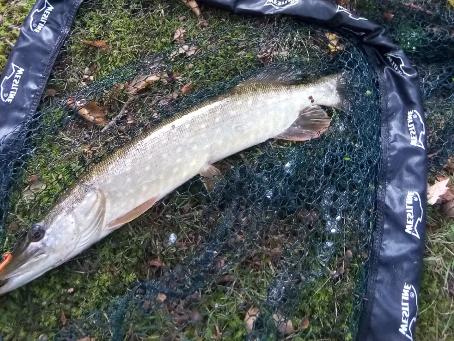 Schloßteich Griebenow angeln