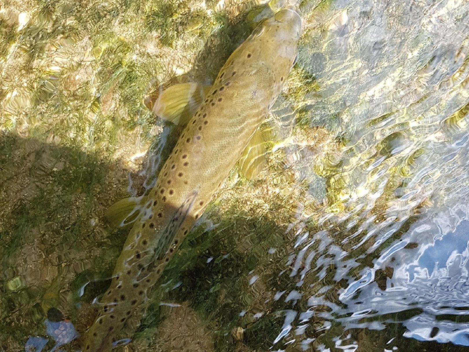 Angeln in Eningen unter Achalm