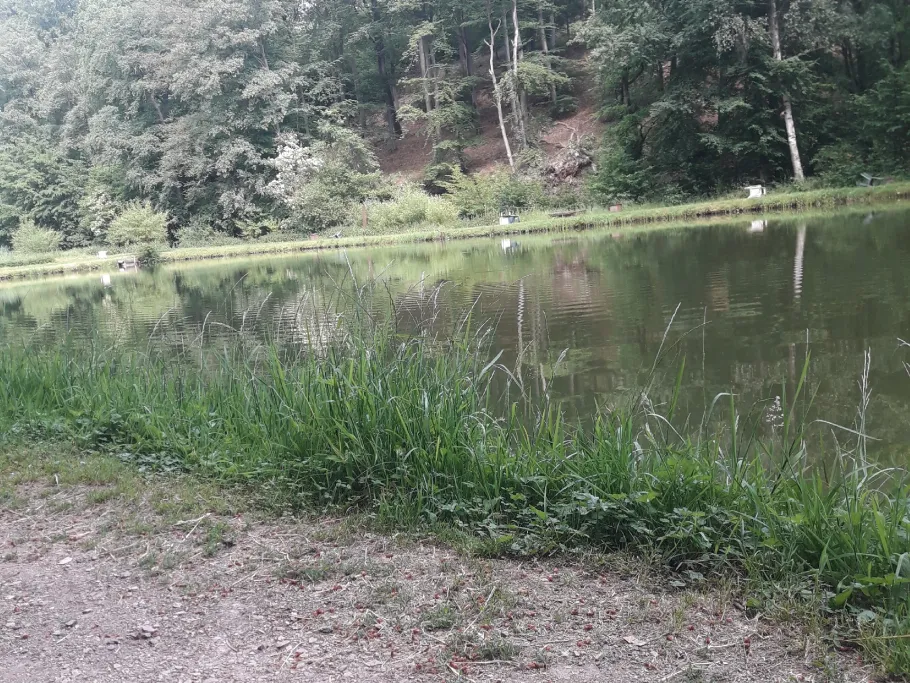 Hambachweiher (Freisen) angeln