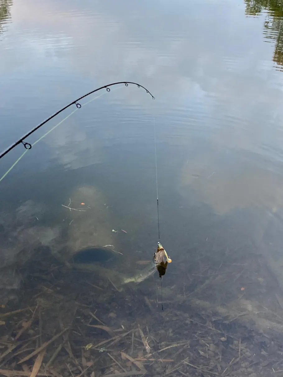 Don Carp Lake (Bicske) angeln