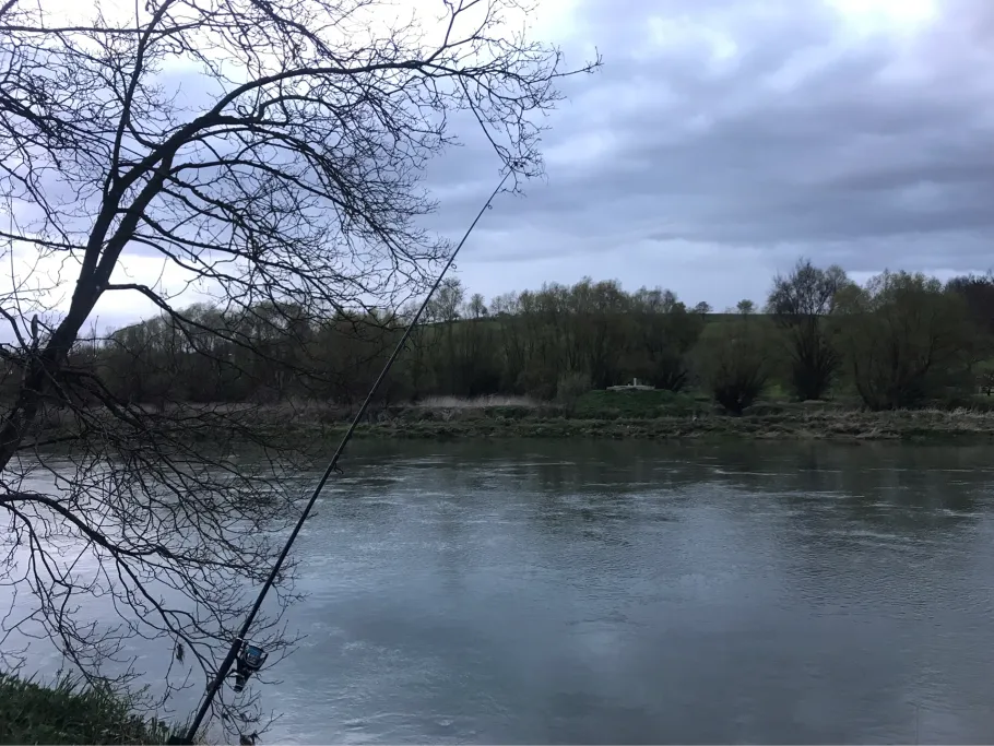 Donau (Marxheim) angeln