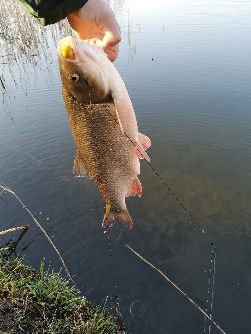 Main (Volkach) angeln