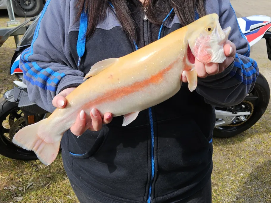 Forellenteich Quint angeln