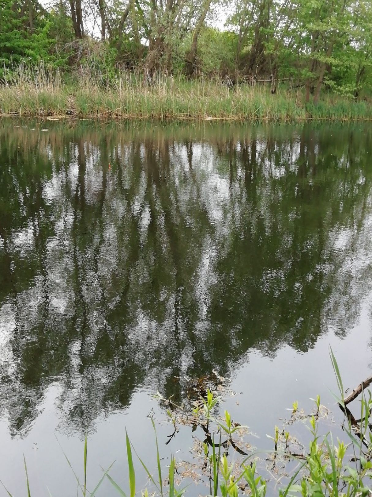Oder-Havel-Kanal (Kreuzbruch) angeln