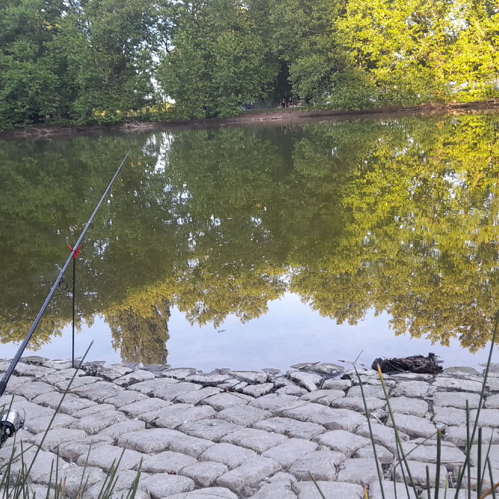 Frankenfelder Teich angeln