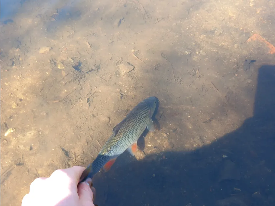 Brennermoor (Bad Oldesloe) angeln