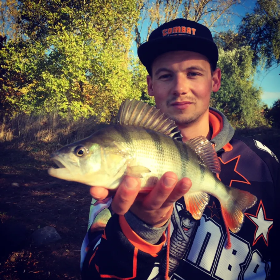 Main (Stockstadt am Main) angeln