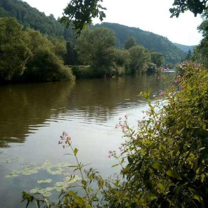 Lahn (Laurenburg) angeln