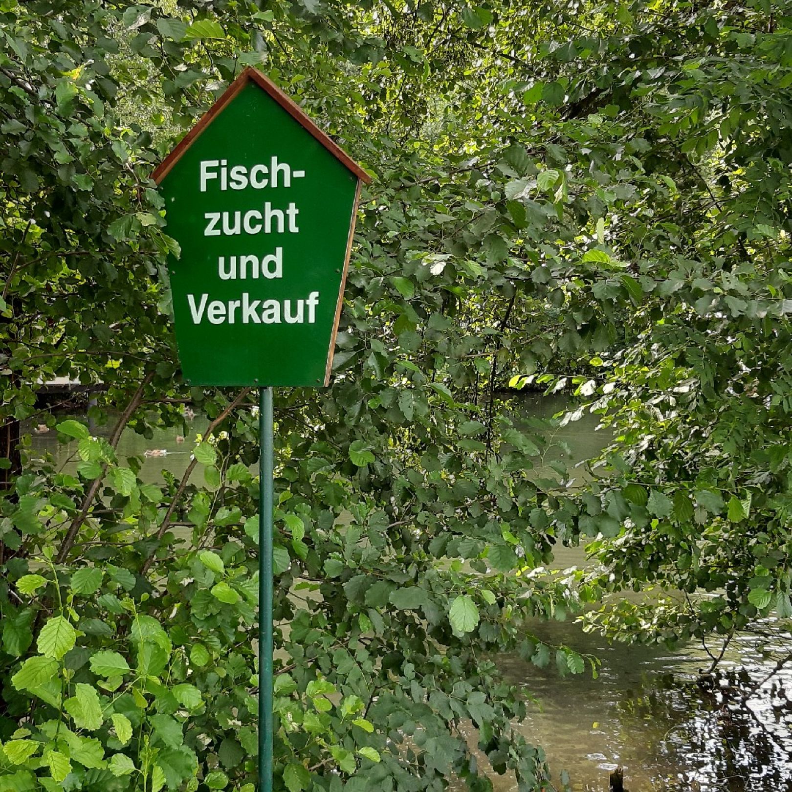 Siechenteiche angeln