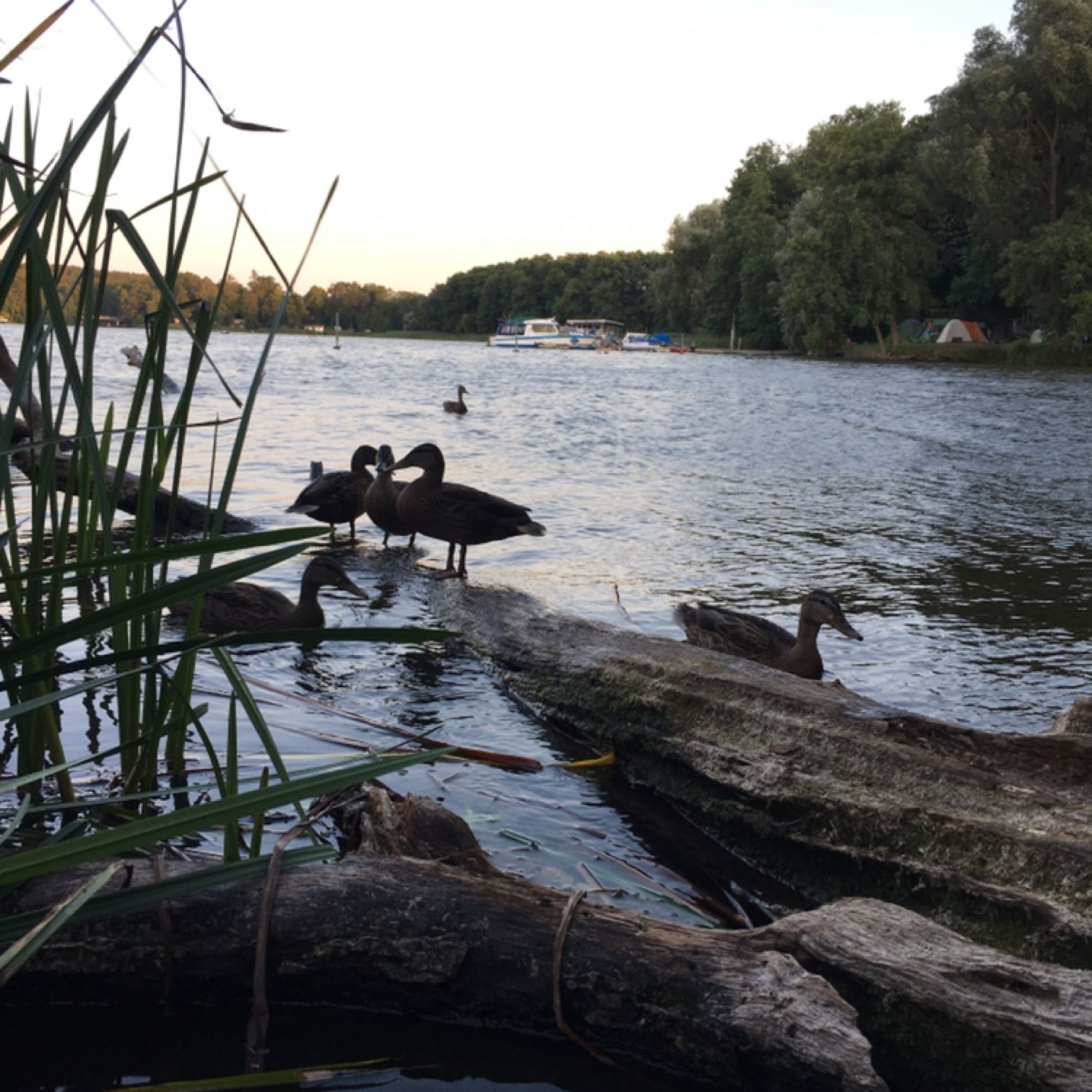 Zermützelsee angeln