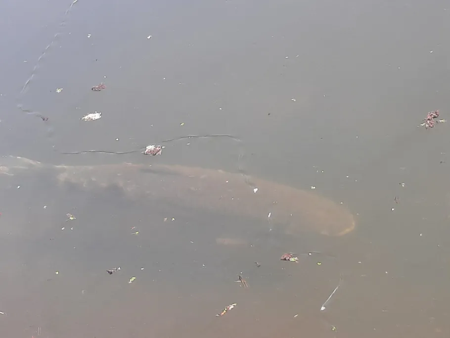 Angelteich Märtensmühle angeln