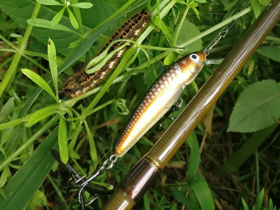 Rhume (Katlenburg-Lindau) angeln