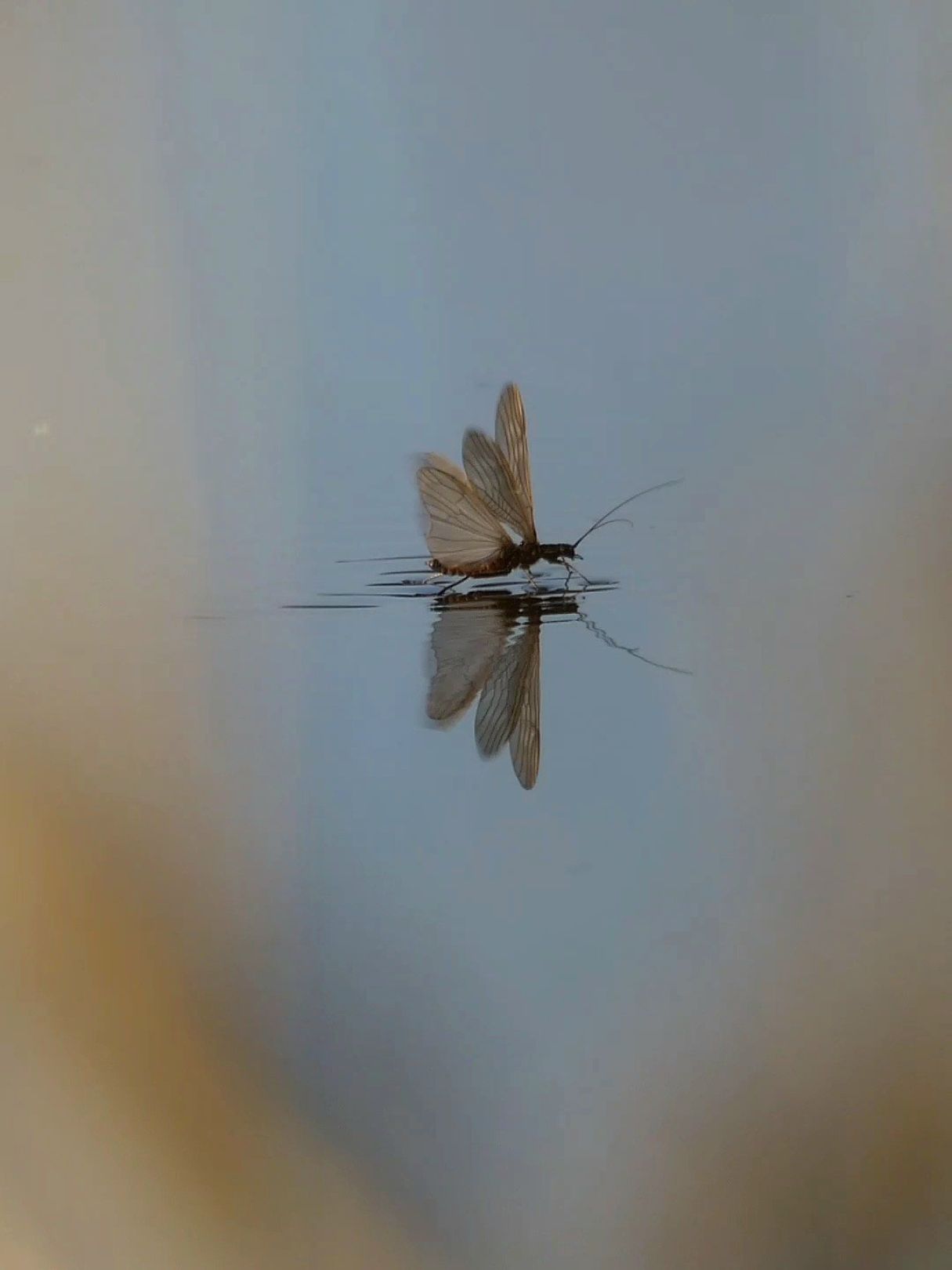 Angeln in Hohenburg