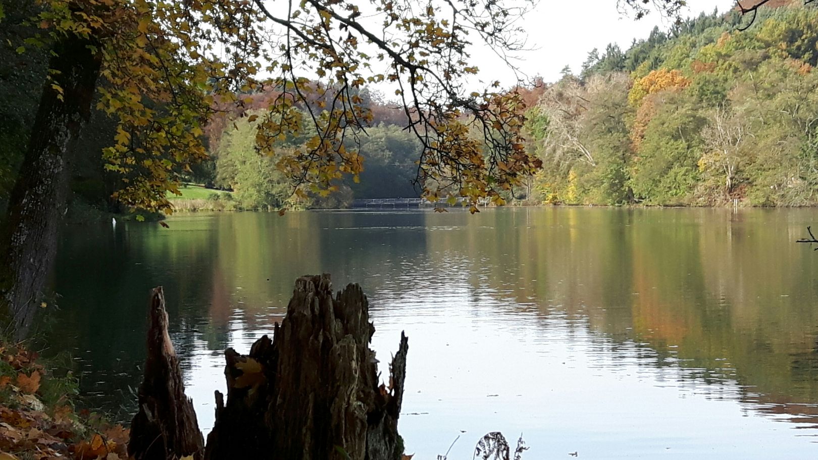 Würzbacher Weiher angeln