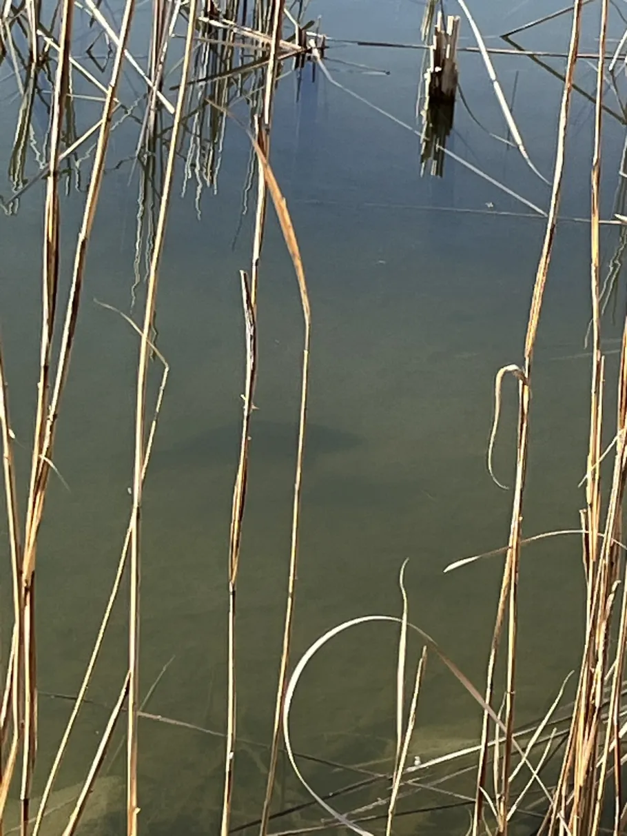 Müller´s Loch (Lieskau) angeln