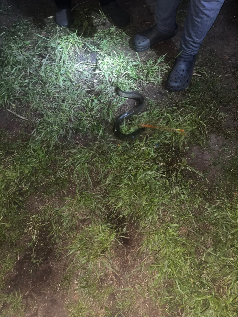 Alte Elde (Matzlow) angeln