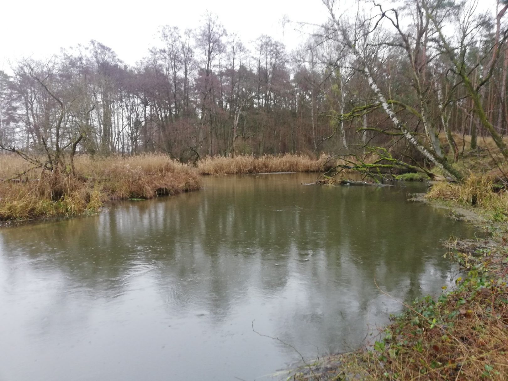 Alte Elde (Grabow) angeln