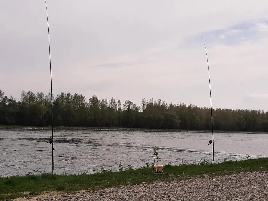 Rhein (Neuburg am Rhein) angeln