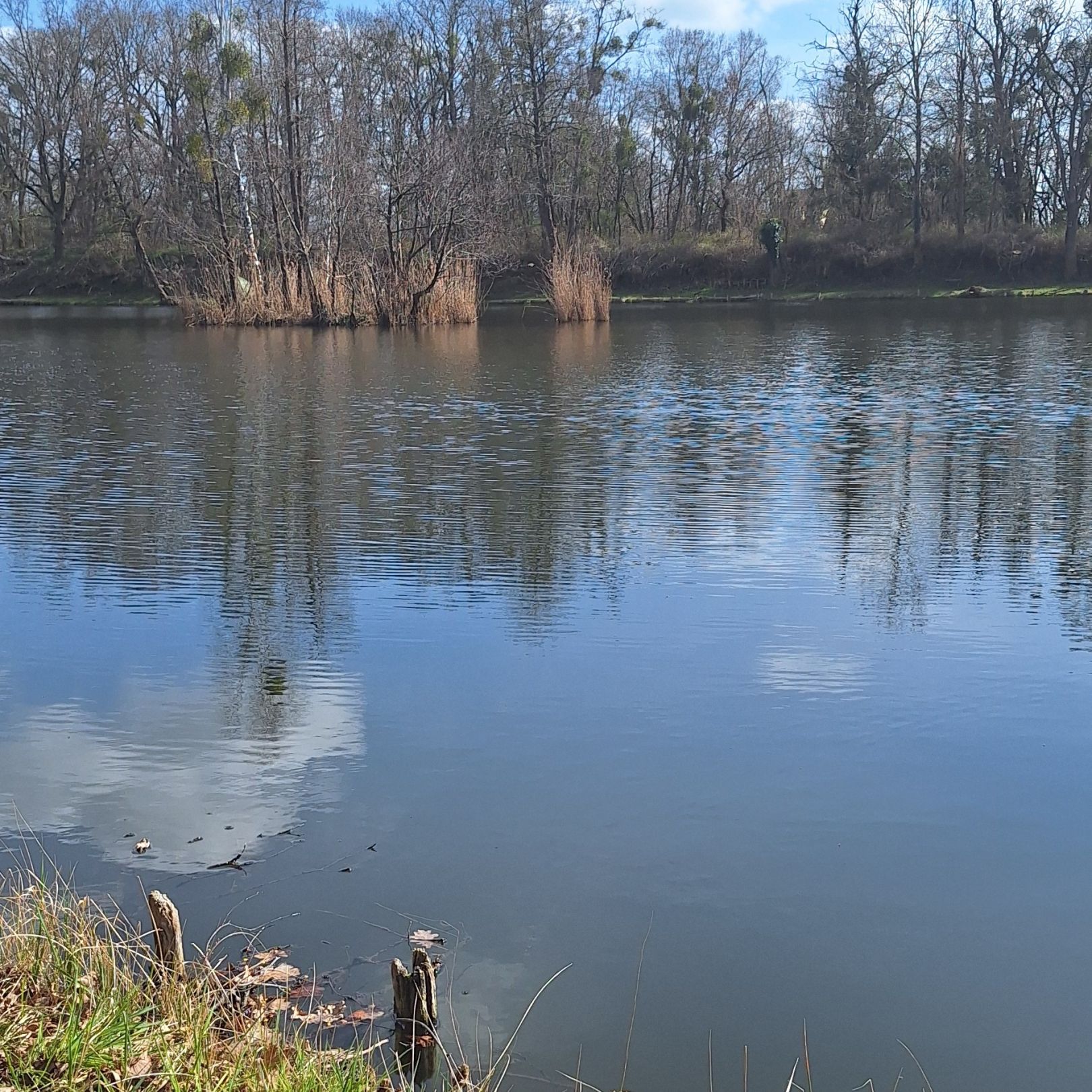 Karpfenteich Biethe (Roßlau) angeln