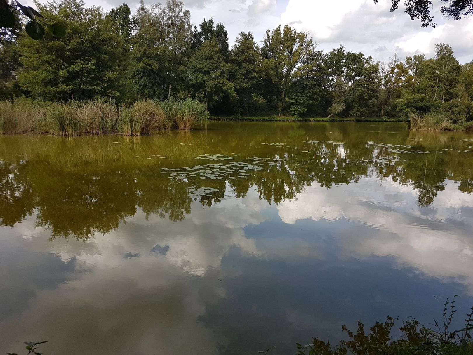 Karpfenteich Biethe (Roßlau) angeln